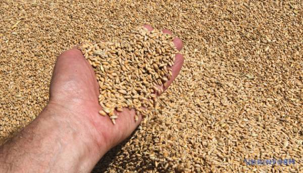 Український агроекспорт зріс майже на 11%, проте є ризик накопичення запасів. 2