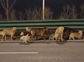 Викрадена зграя собак супроводжує себе 20 км додому вздовж шосе Чансун (Чанчунь) у Китаї.