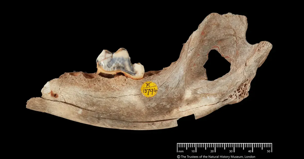 Рештки собаки. Фото: Trustees of the Natural History Museum