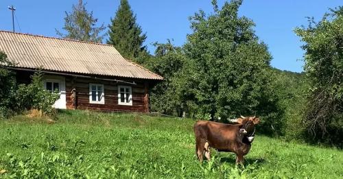 Нерухомість у Карпатах: хатинка з грубкою за 5 000 доларів та палаци в асортименті