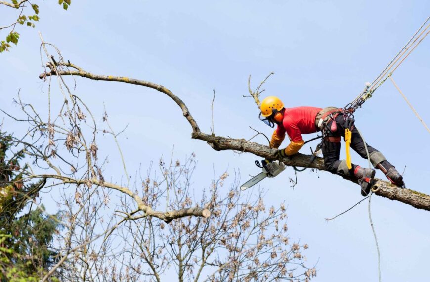 У Києві вирубають аварійні дерева на кладовищах за три мільйони