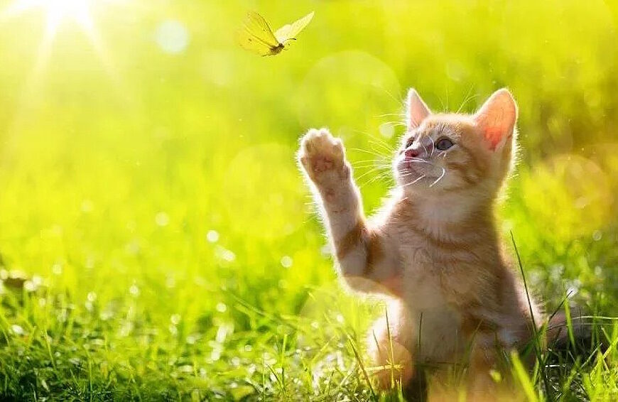 Погода: у Києві буде комфортний день