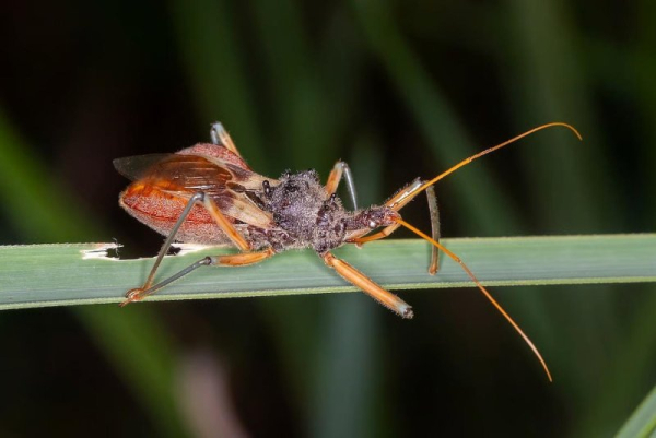 Chagas disease -- a potentially serious illness spread by an insect called the 