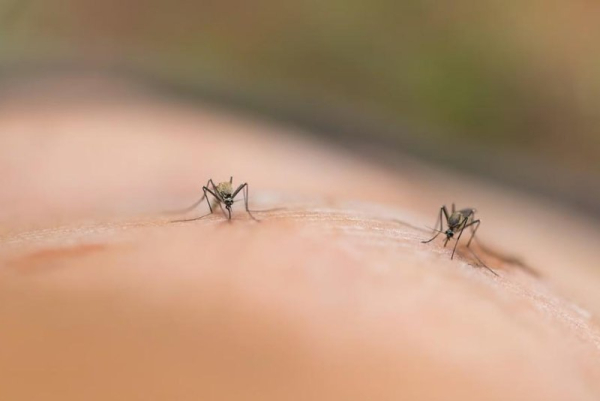 Habits such as beer or cannabis consumption, or sleeping next to somebody the night before, make people more attractive to mosquitoes, according to a study. Photo by Adobe Stock/HealthDay