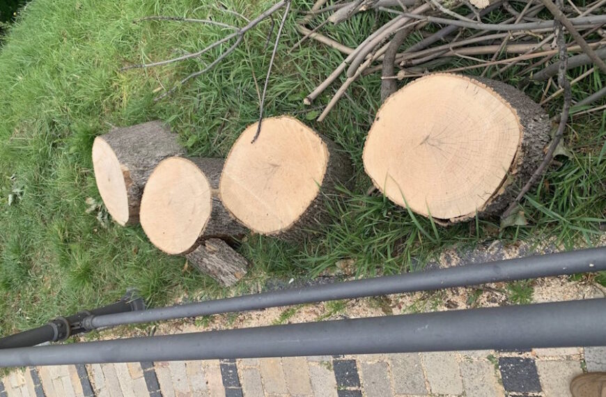 «Київзеленбуд» викрили у знищенні дерев у заповідній зоні