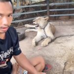 Лев TikTokera втік з клітки та напав на 11-річного чоловіка&hellip;