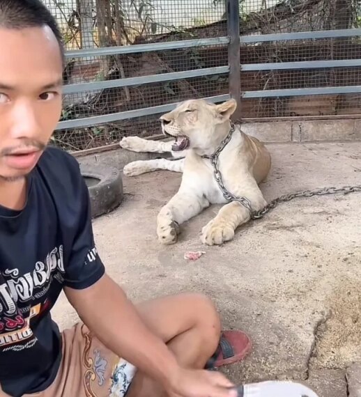 Лев TikTokera втік з клітки та напав на 11-річного чоловіка&hellip;