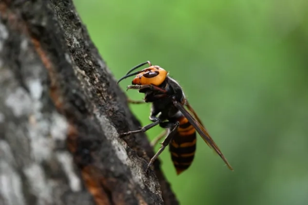 Королева бджіл азіатського гігантського шершня висмоктує сік