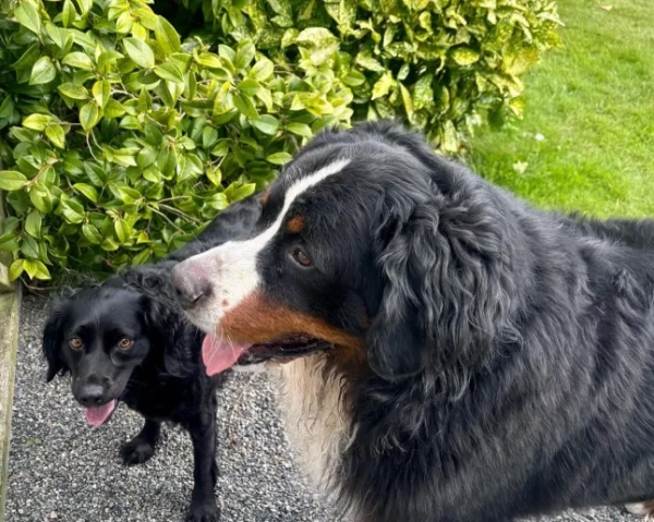 Місніч, собака Майкла Хіггінса, насолоджується своїми останніми днями в президентській резиденції