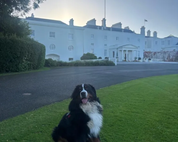Місніч, собака Майкла Хіггінса, насолоджується своїми останніми днями в президентській резиденції