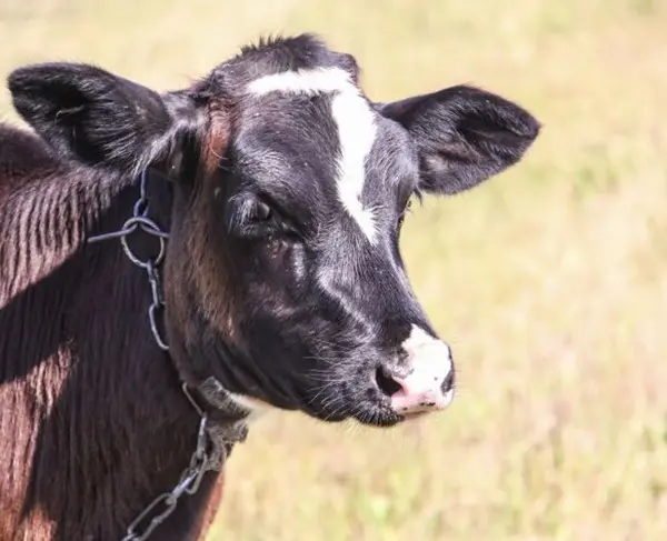 На зміну чорно-рябим: навіщо в Білорусі створюють червону породу корів