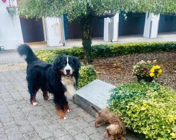 Місніч, собака Майкла Хіггінса, насолоджується своїми останніми днями в президентській резиденції