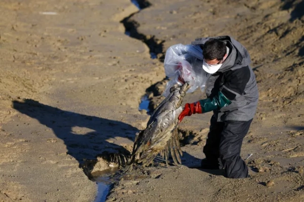 До 10 000 журавлів загинули від пташиного грипу на сході Франції