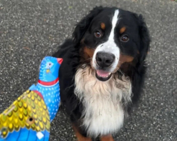 Місніч, собака Майкла Хіггінса, насолоджується своїми останніми днями в президентській резиденції