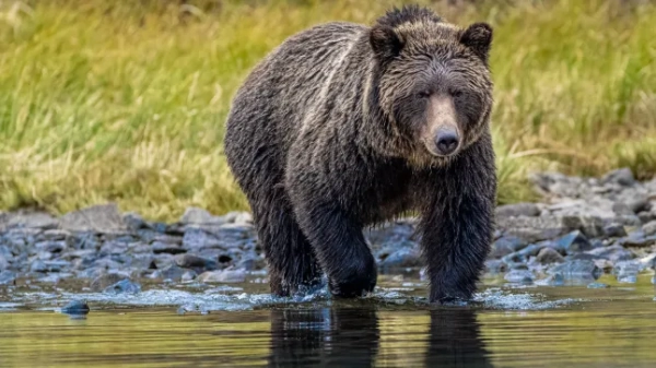 Ведмідь грізлі патрулює береги озера Чілко в пошуках нерки