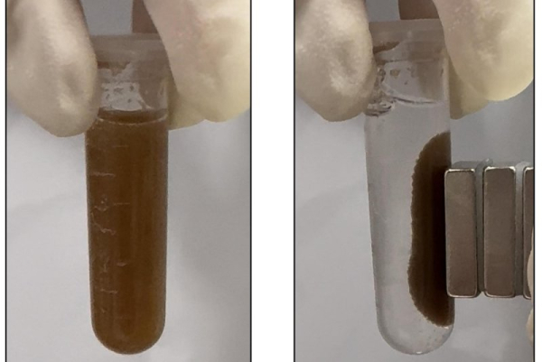 Microspheres that sense gastrointestinal disease are suspended in solution (L), and then attracted to the side of a test tube by a magnet (R) so researchers can easily retrieve them from biological samples. A study published this week touts the process as a possible alternative to invasive colonoscopies for detecting GI diseases. Photo courtesy of the American Chemical Society