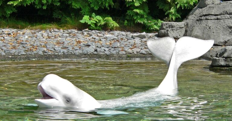 Аляскинські білухи: неочікувана тактика виживання вразила науковців — у чому суть зміни партнерів? 17 Аляскинські білухи: неочікувана тактика виживання вразила науковців — у чому суть зміни партнерів? 9