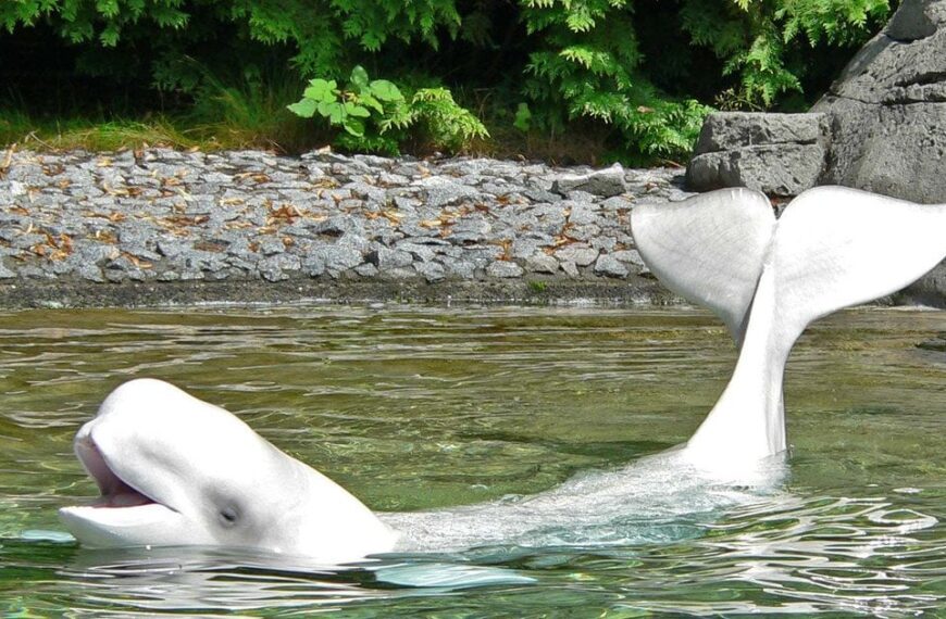 Аляскинські білухи: неочікувана тактика виживання вразила науковців — у чому суть зміни партнерів?