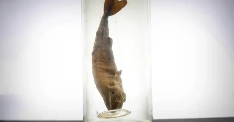 У сховищах США приховують надзвичайно рідкісну акулу планети — факти про неї. 14