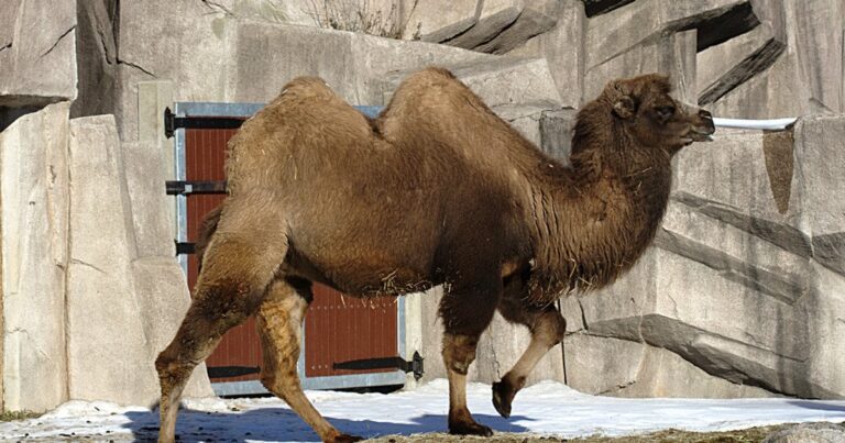 Науковці вражені: секрет виживання верблюдів у споживанні солоної води 1