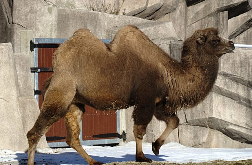 Науковці вражені: секрет виживання верблюдів у споживанні солоної води