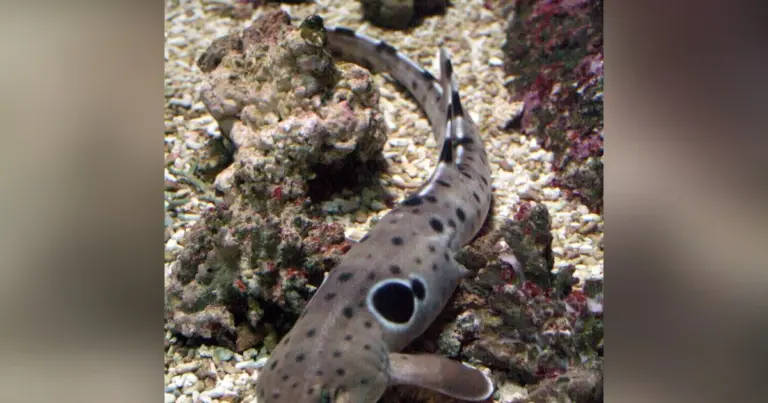 Акули, що ходять, обійшли еволюцію: секрети розмноження без зусиль 14