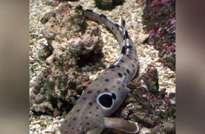 Акули, що ходять, обійшли еволюцію: секрети розмноження без зусиль