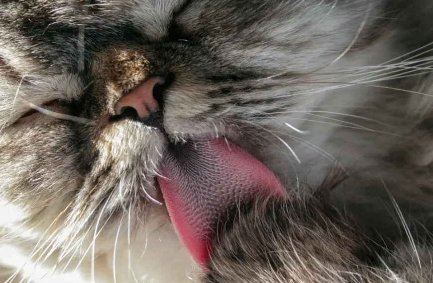 Пухнастий вбивця: хто здатен зжерти будь-що, навіть валабі, на&hellip;