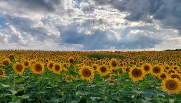 Стрибок вартості олії спричинив значне подорожчання соняшника. 3