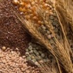 Китай лідирує в закупівлях українського ріпакового шроту