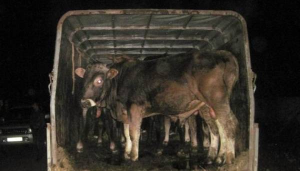 Україна експортуватиме ВРХ в Алжир.