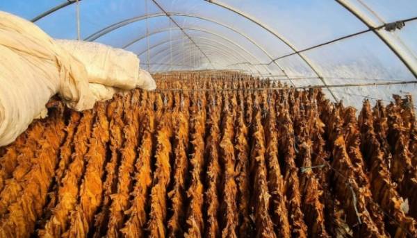 БЕБ: Вартість нелегальних тютюнових виробів,&hellip;