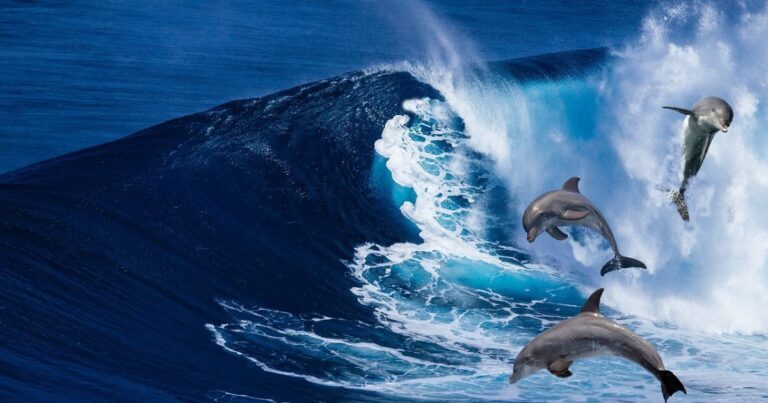 Науковці знайшли створінь, що використовують "імена" для комунікації. 10