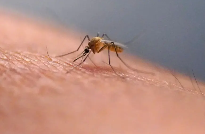 Комарі змінюють раціон: як знищення лісів перетворює людей на їхню мішень