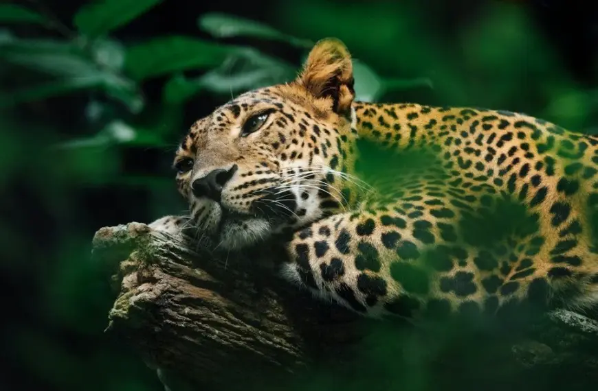 Джунглі приголомшені: ягуари виявили котяче нявчання