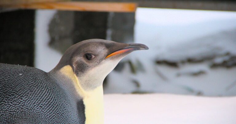 Імператорські пінгвіни в небезпеці: ризики сезонної зміни пір'я. 10