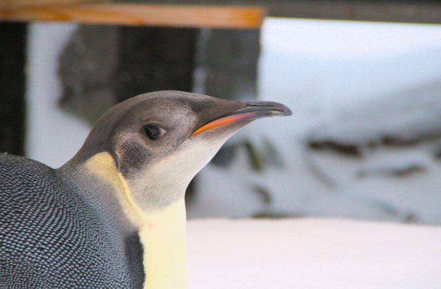 Імператорські пінгвіни в небезпеці: ризики сезонної зміни пір’я.