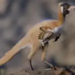 Головна 88 Крихітний, як кішка: відкопано скам’янілість динозавра віком 90 мільйонів років.