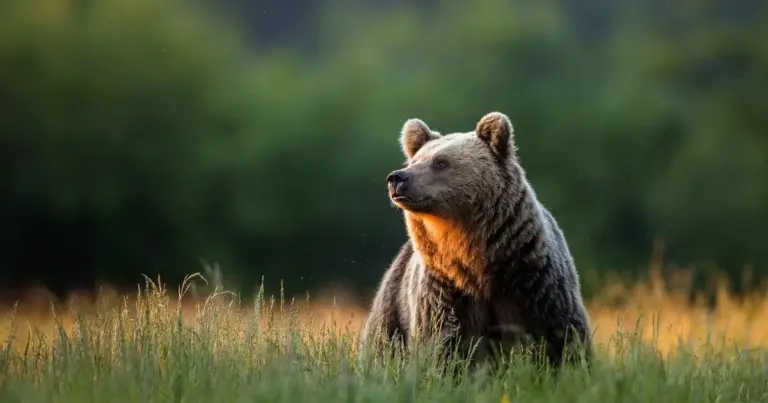 Зимовий сон ведмедів: правда про їхню поведінку 12