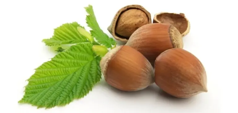 Фундук: вкусный орех с множеством полезных свойств 15