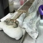 Меч віком 15 століть з рунічним письмом і золотом: дивовижна&hellip;