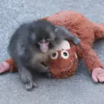 Маленьку макаку, покинуту мамою, тепер знущаються з боку старших мавп