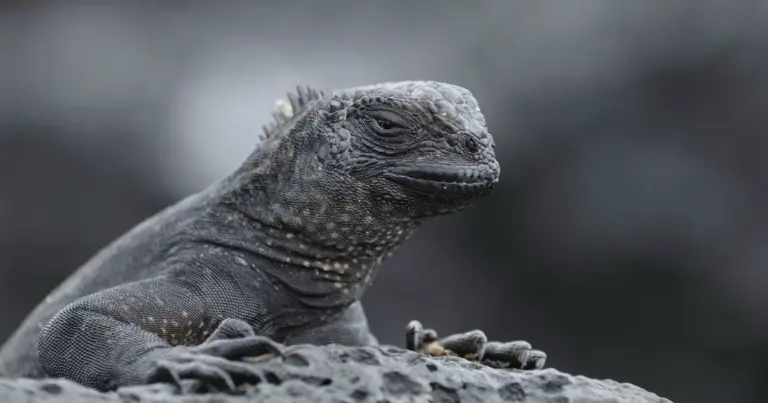 Ігуановий листопад у США: причини явища 10