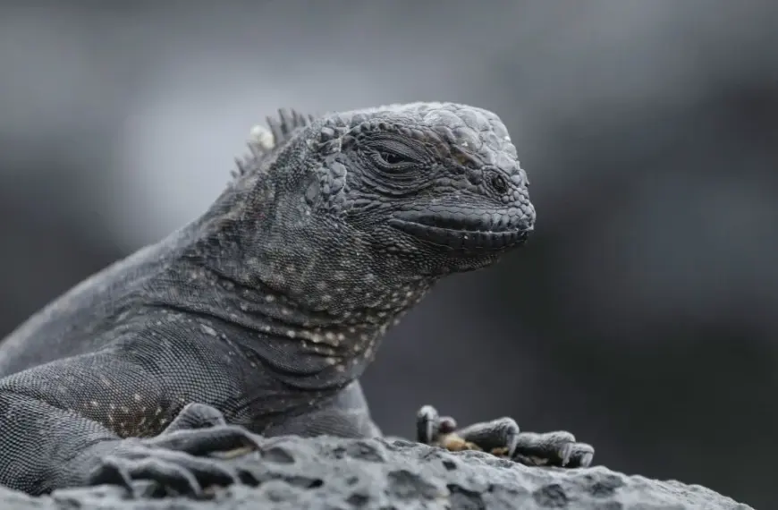 Ігуановий листопад у США: причини явища