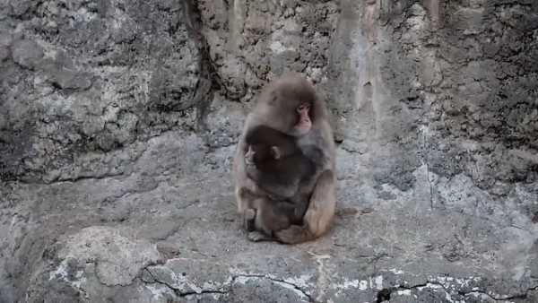 Маленьке мавпо, покинуте мамою, нарешті знайшло свою сім'ю