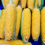 В Україні знизилась ціна на кукурудзу.