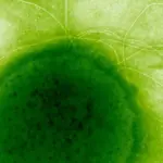 Головна 70 Здатний пережити в 6000 разів більше за людей: радіаційно-стійкий мікроб…