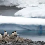 Зростання температур спричинить руйнівні зміни: яким буде майбутнє Антарктики до&hellip;