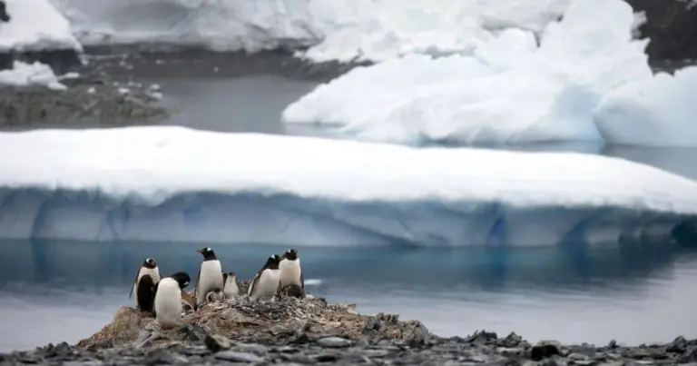 Зростання температур спричинить руйнівні зміни: яким буде майбутнє Антарктики до 2100 року 6
