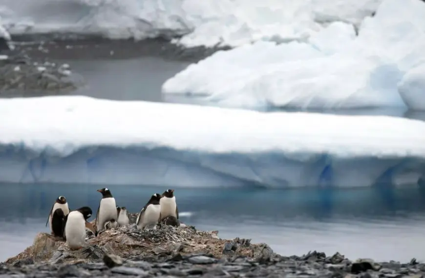 Зростання температур спричинить руйнівні зміни: яким буде майбутнє Антарктики до 2100 року